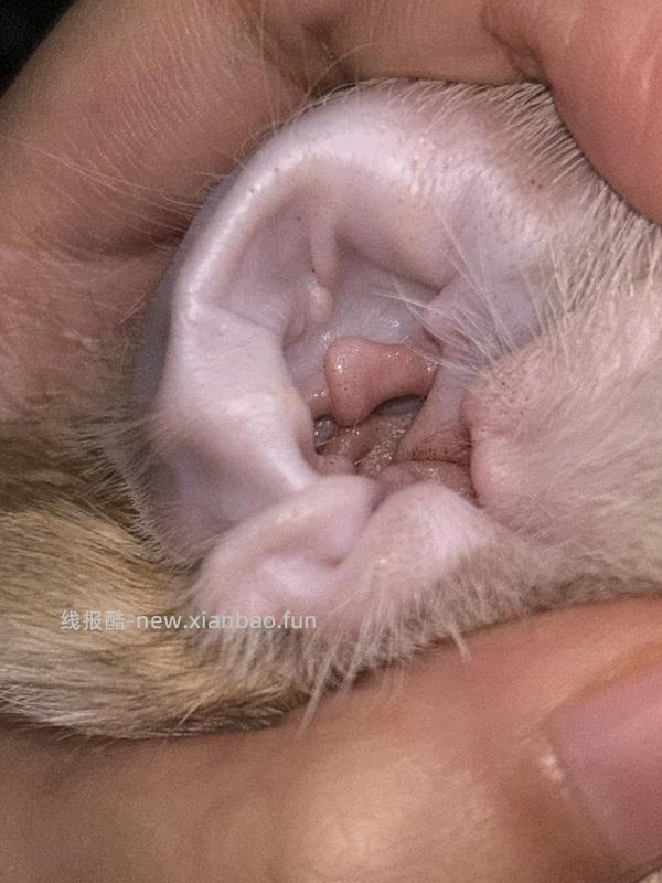 讨论/【科普】关于耳螨，马拉色菌和猫癣的一点看法 - 线报酷