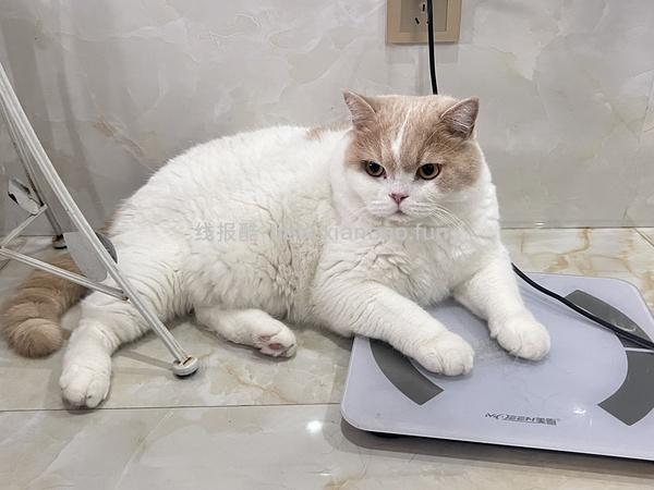 ownat猫粮8kg 446r左右 - 线报酷