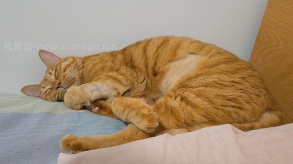 讨论/【科普】八岁猫全口拔牙记录 - 线报酷