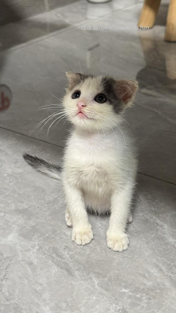 讨论/【科普】关于折耳的谣言粉碎机 - 线报酷