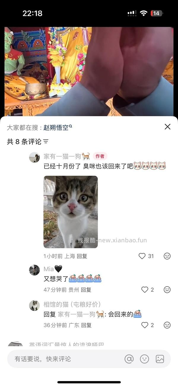 讨论/【科普】“可爱”照片背后的真相原来是这样的，关于猫咪应激需要知道的一些事 - 线报酷