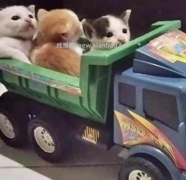 车走。东园物作勃肯鞋不到60r - 线报酷