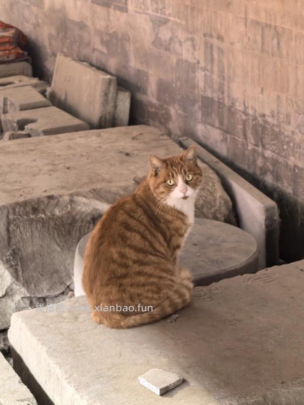 巨量流浪猫粮车！比瑞吉60斤141元或更低，粗蛋白28%（部分地区有货，北京还有货） - 线报酷