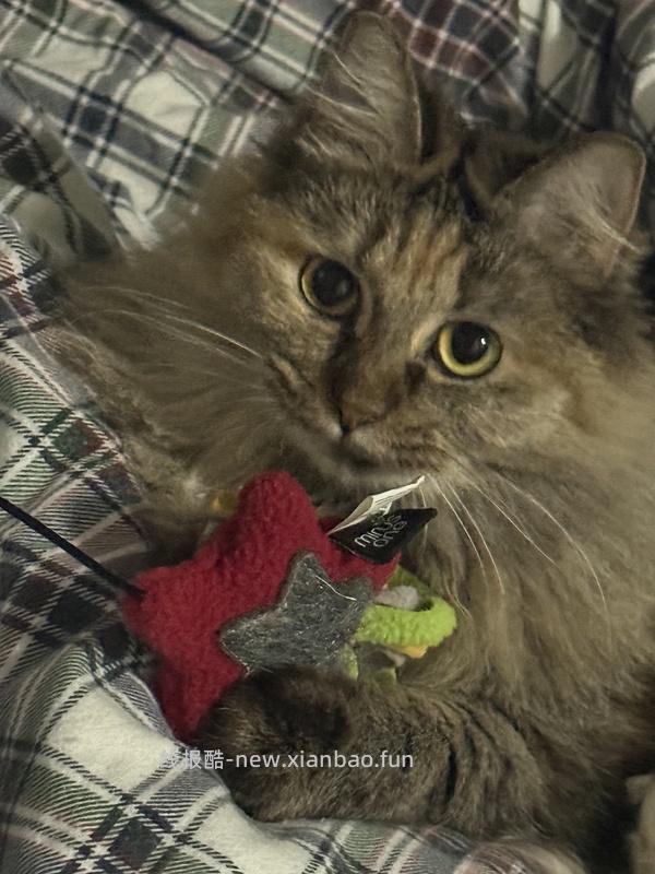 车走 大宠爱成猫3支76-89 - 线报酷