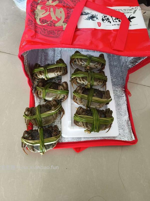 猫超母蟹1.8-2两，8只 60不到 - 线报酷