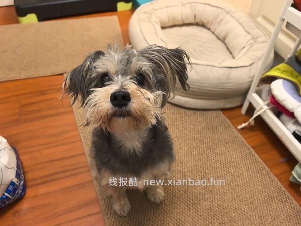 GiGwi贵为玩具专区75买204，36折到手，到手均价20以内 - 线报酷