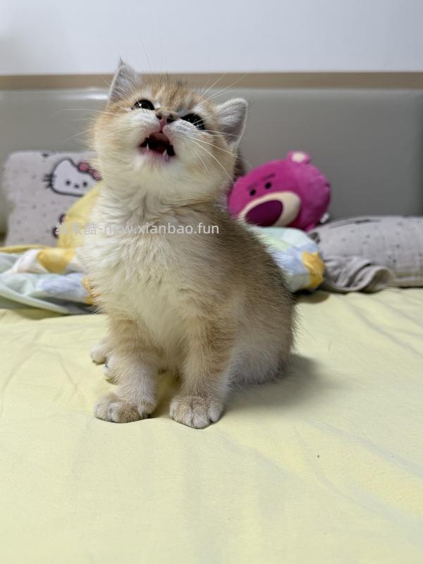 GiGwi贵为玩具专区75买204，36折到手，到手均价20以内 - 线报酷