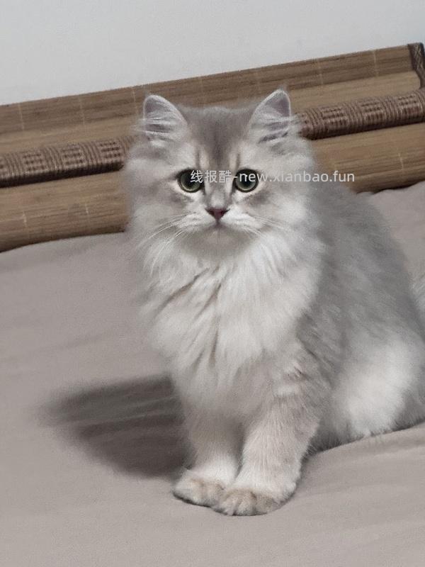 GiGwi贵为玩具专区75买204，36折到手，到手均价20以内 - 线报酷