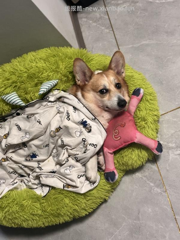 GiGwi贵为玩具专区75买204，36折到手，到手均价20以内 - 线报酷