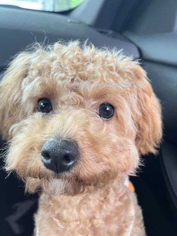 GiGwi贵为玩具专区75买204，36折到手，到手均价20以内 - 线报酷