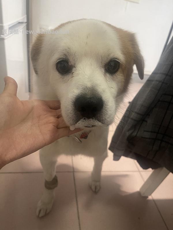 GiGwi贵为玩具专区75买204，36折到手，到手均价20以内 - 线报酷