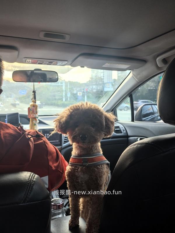 GiGwi贵为玩具专区75买204，36折到手，到手均价20以内 - 线报酷