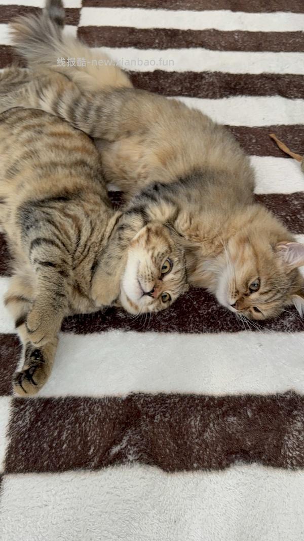 GiGwi贵为玩具专区75买204，36折到手，到手均价20以内 - 线报酷