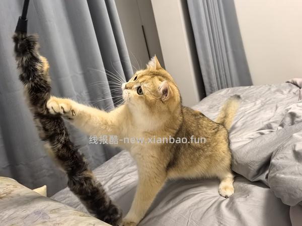 GiGwi贵为玩具专区75买204，36折到手，到手均价20以内 - 线报酷