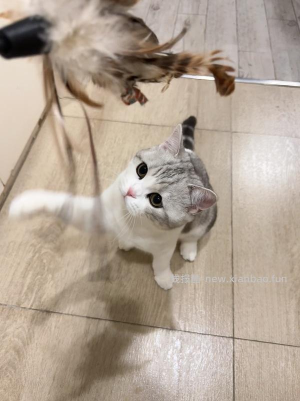 GiGwi贵为玩具专区75买204，36折到手，到手均价20以内 - 线报酷