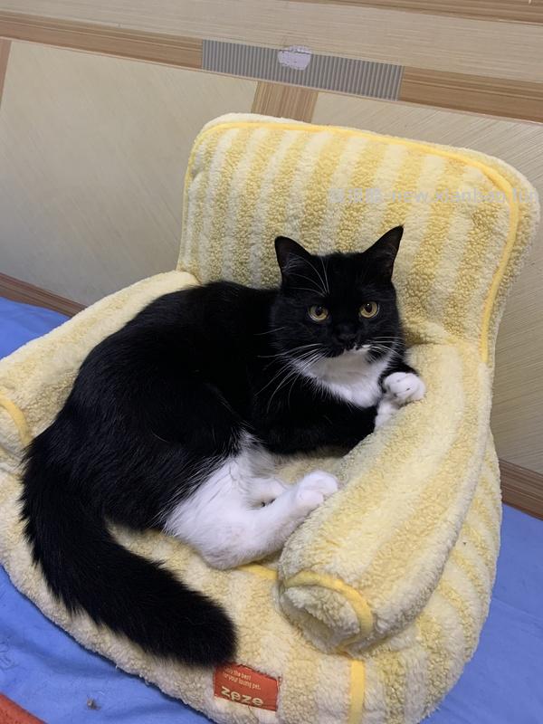 超好价貌美zeze猫窝62元 好像大部分地区无货了 - 线报酷