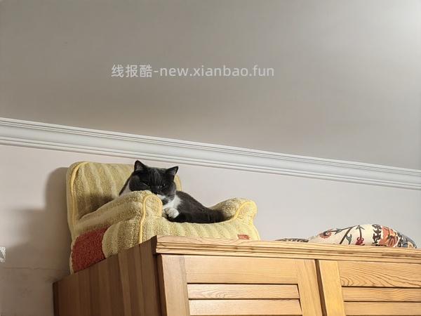 超好价貌美zeze猫窝62元 好像大部分地区无货了 - 线报酷