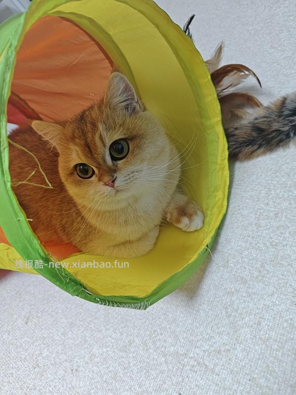 zeze蒙古包麋鹿猫窝44r左右（主楼更新有货地区） - 线报酷