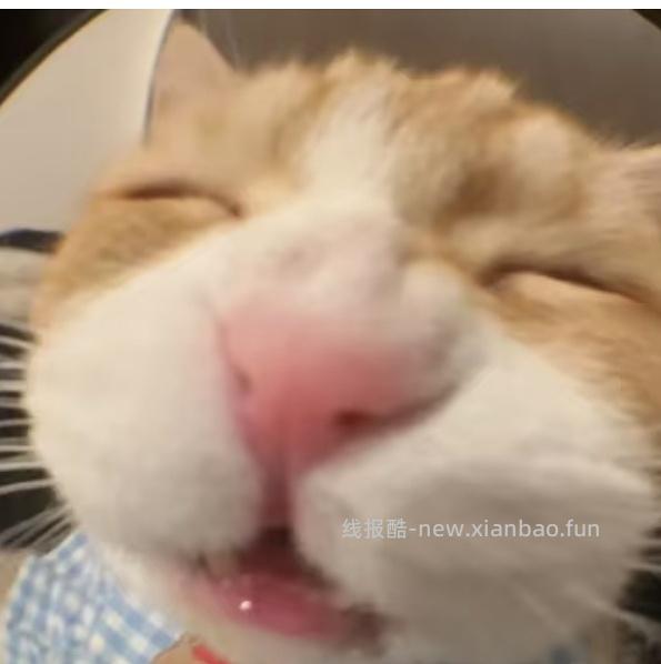 百利无谷鸡猫粮5kg225r，需plus会员 - 线报酷