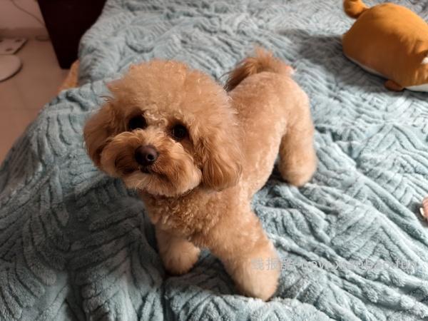 爵宴鸭肉干908g到手64r - 线报酷