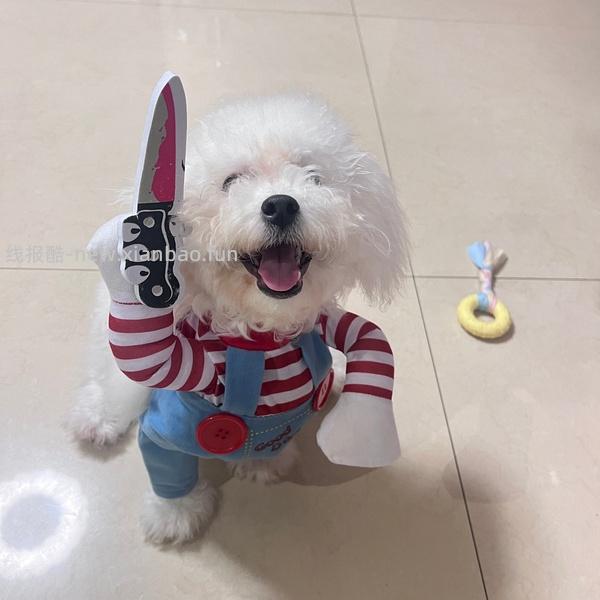 来买可拆洗的豪华🐱窝/🐶窝（车走，可以参考下思路，狗超今天有多款fan卡） - 线报酷