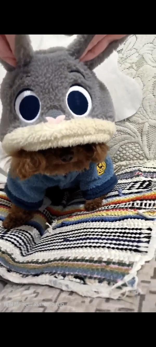 降温了要不要给🐱🐶买睡衣穿 到货的大家可以repo照片给我看看嘛🥺 - 线报酷