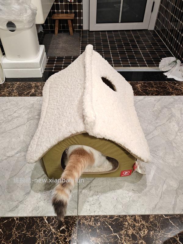 醒狮猫窝31左右 - 线报酷