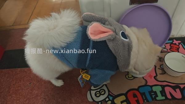 降温了要不要给🐱🐶买睡衣穿 到货的大家可以repo照片给我看看嘛🥺 - 线报酷