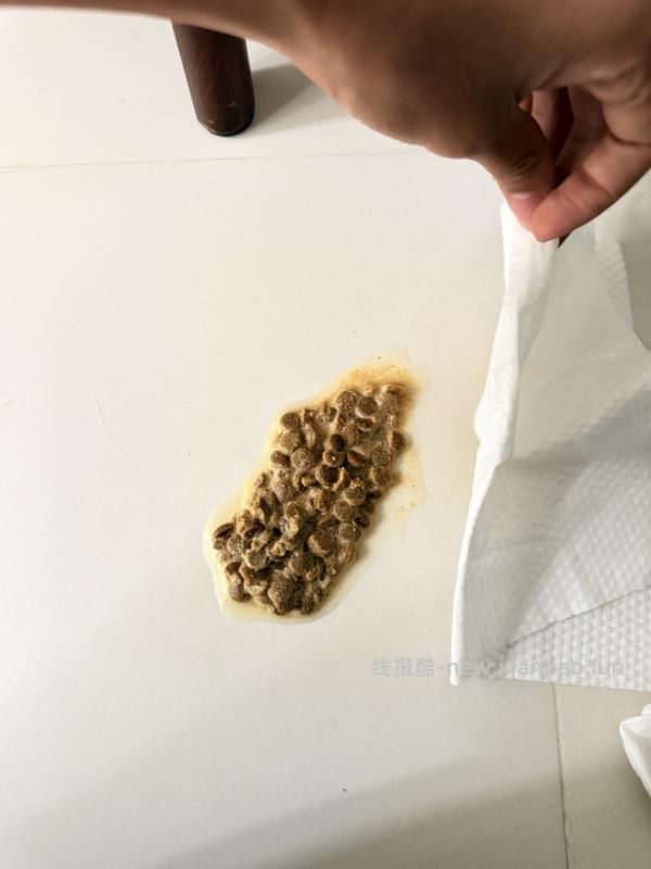 15磅金素237块-12月31日更新：小猫吃了呕吐 - 线报酷