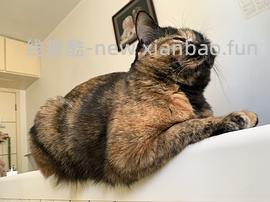 讨论/【科普】最简熟自制（好吃版）详细流程附器具清单 - 线报酷