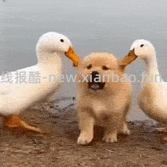 🐶东UR领券防身 - 线报酷