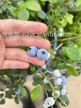 L25蓝莓盆栽5年苗6r+（🚗跑） - 线报酷