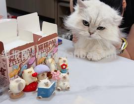 猫猫pal转转乐盲盒6r，可以解套金币 - 线报酷