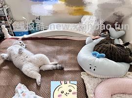 ZEZE猫窝海豹冰丝窝夏季凉窝高低弧度可枕猫垫子 鲸鱼冰床-小号44 - 线报酷