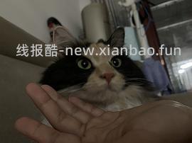 猫妈妈进，朗诺冻干9包136 - 线报酷