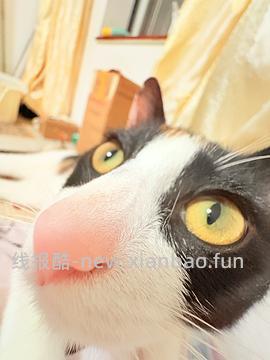 猫妈妈进，朗诺冻干9包136 - 线报酷