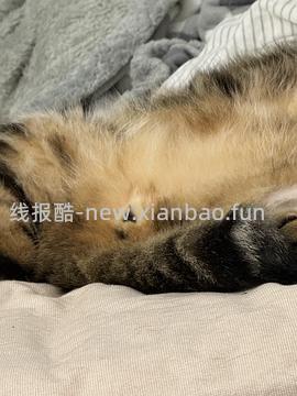 猫妈妈进，朗诺冻干9包136，看号，做不到明天看看 - 线报酷