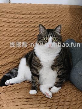自动猫砂盆 空气萝卜c40pro 944.35元 - 线报酷