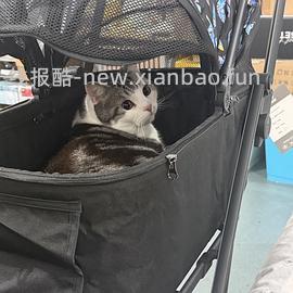 100的dodopet宠物推车和BNBNO猫包，110的petsfit 猫包 - 线报酷