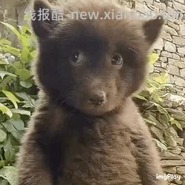 超简单超好价芭菲鸭屎香洗衣液十斤25，柚叶两斤3.8 - 线报酷