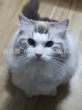 法米娜鸡肉南瓜石榴猫粮5kg277.73 - 线报酷