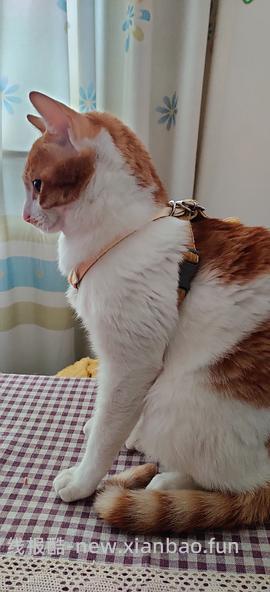 讨论/【教程】进阶版教程——如何将不到10块钱的牵引绳改造成100+的科学牵引绳 - 线报酷