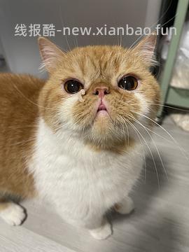 讨论/【科普】手把手教你解决猫咪泪痕！日常眼睛清理！！（加菲） - 线报酷