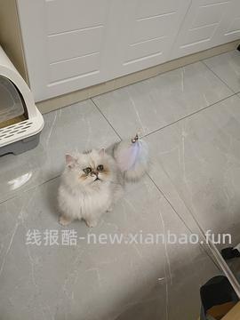 讨论/【科普】手把手教你解决猫咪泪痕！日常眼睛清理！！（加菲） - 线报酷