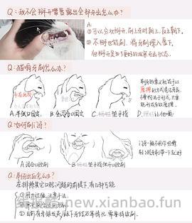 【科普】猫刷牙姿势教程2.0 - 线报酷