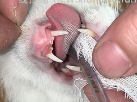 【科普】牙科问题和普通内科问题都可以留言，看到会回复 - 线报酷