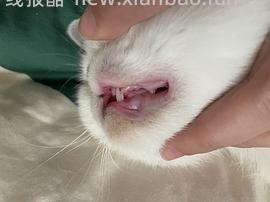 【科普】牙科问题和普通内科问题都可以留言，看到会回复 - 线报酷