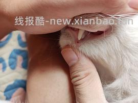 【科普】牙科问题和普通内科问题都可以留言，看到会回复 - 线报酷