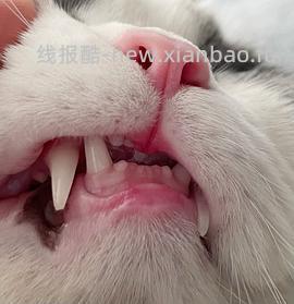 讨论/【科普】猫刷牙详细图文教程2.0 - 线报酷