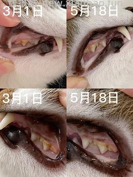 【科普】猫刷牙姿势教程2.0 - 线报酷